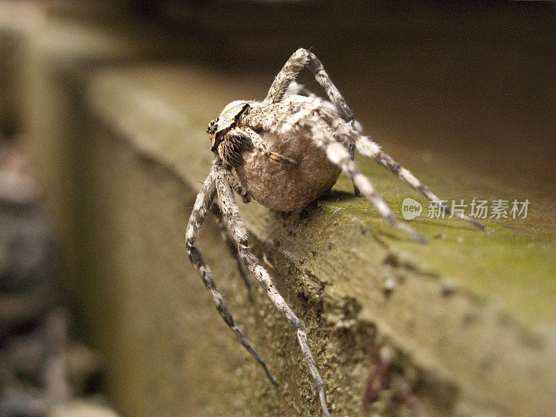 白纹鱼蜘蛛(白纹鱼)带卵箱/袋